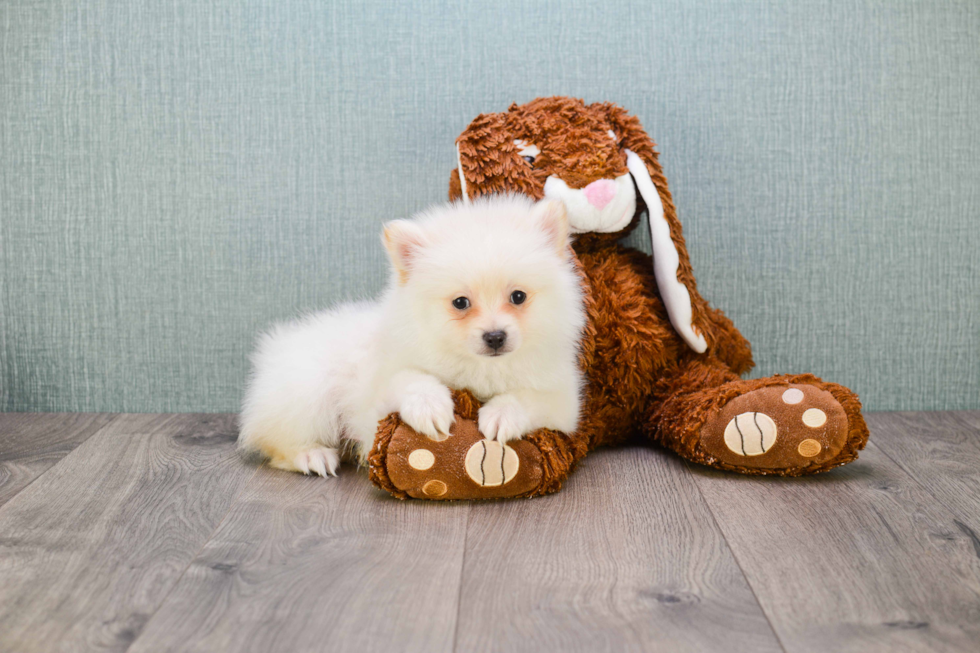 Hypoallergenic Pomeranian Purebred Pup
