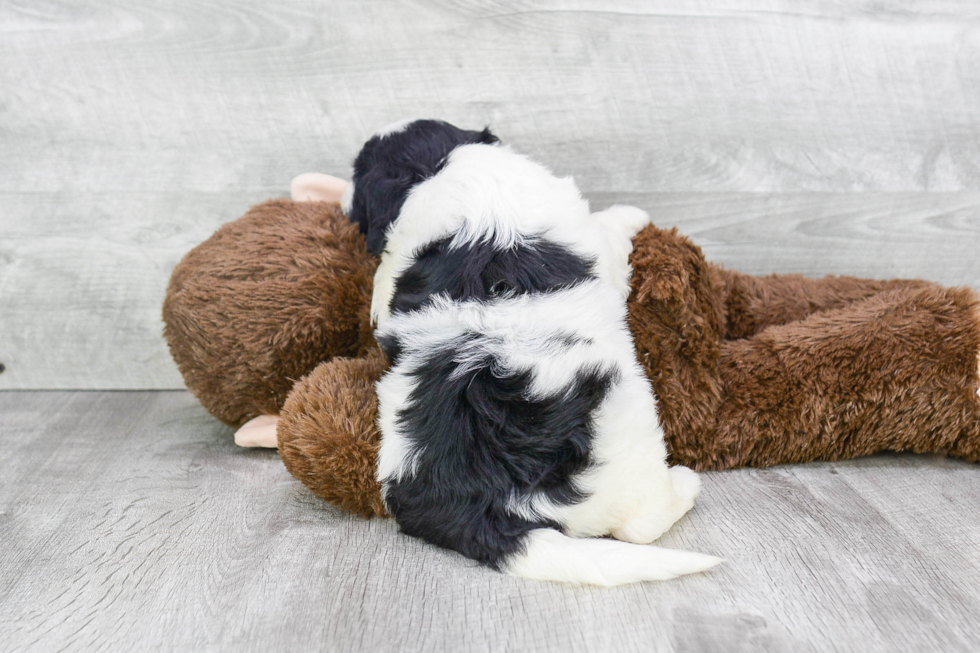 Small Mini Bernedoodle Baby