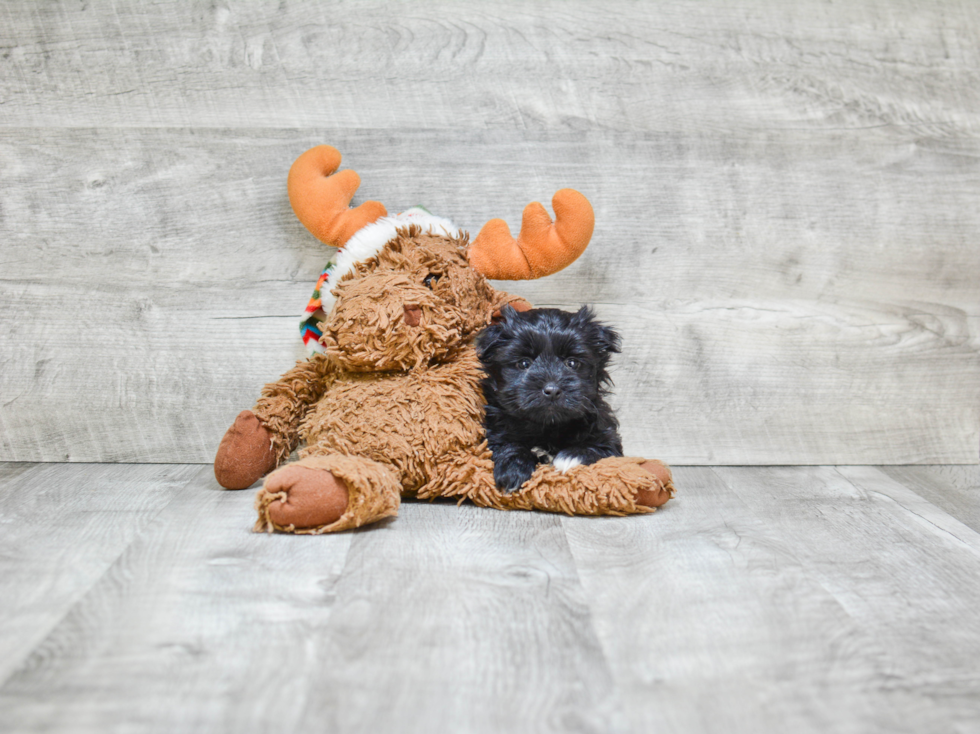 Morkie Puppy for Adoption