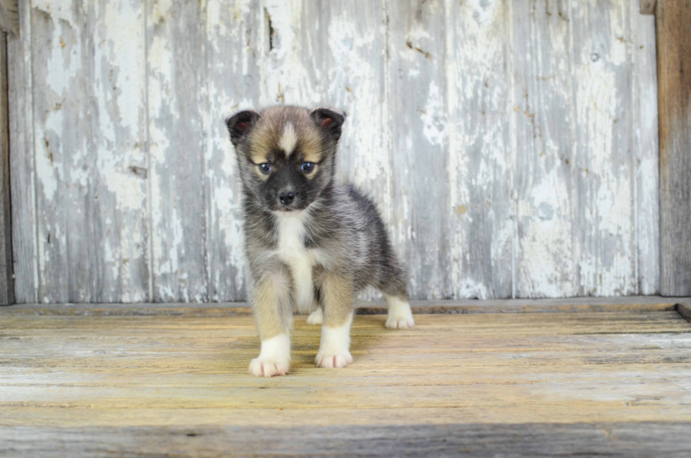 Best Pomsky Baby