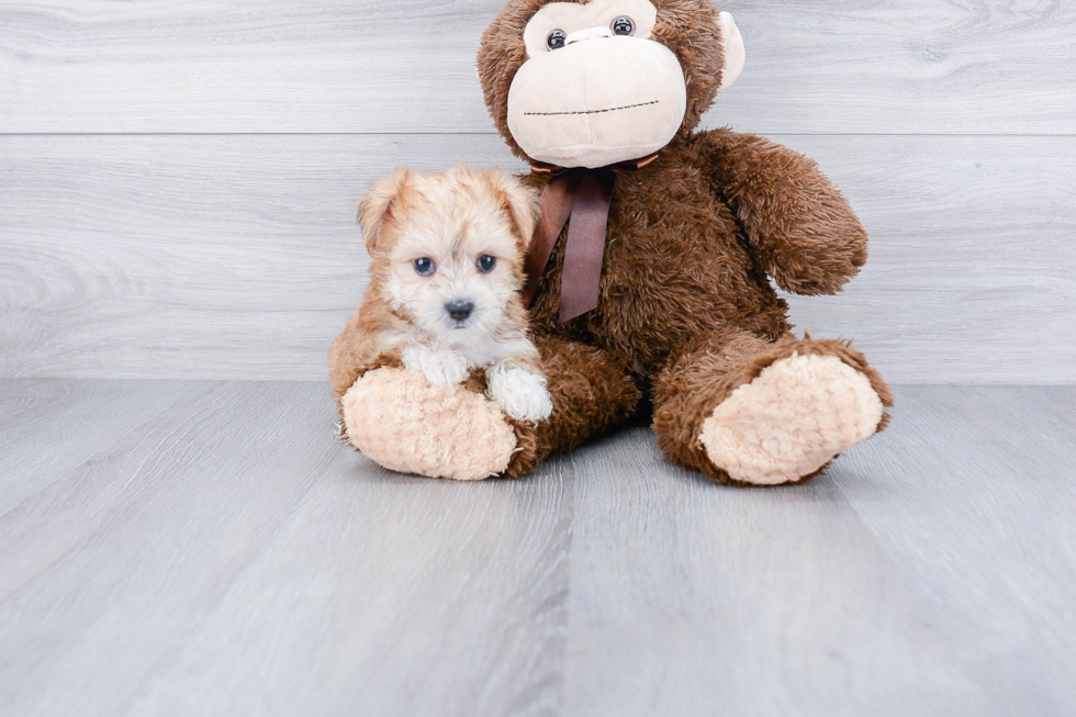 Sweet Morkie Baby
