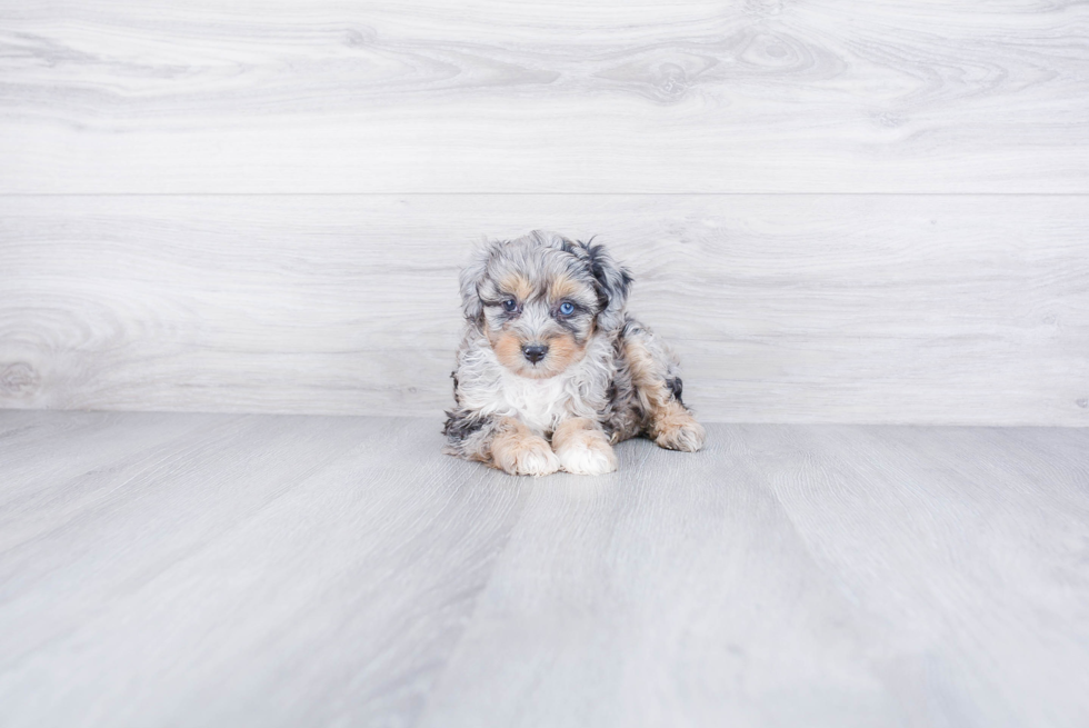 Energetic Aussiepoo Poodle Mix Puppy