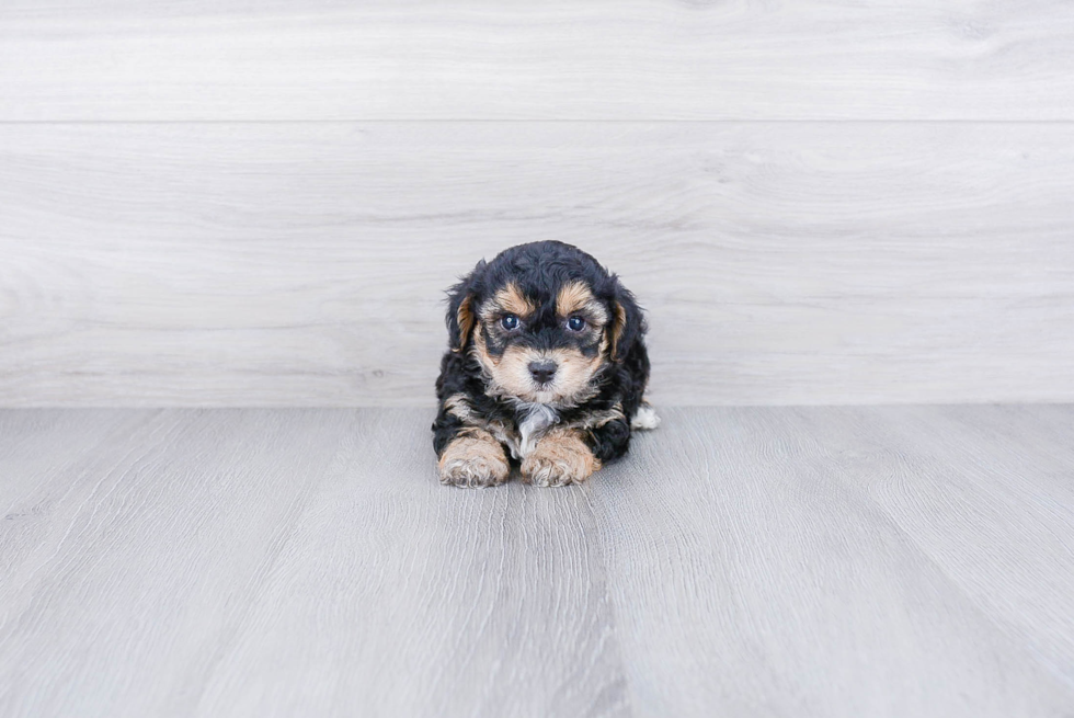 Morkie Pup Being Cute