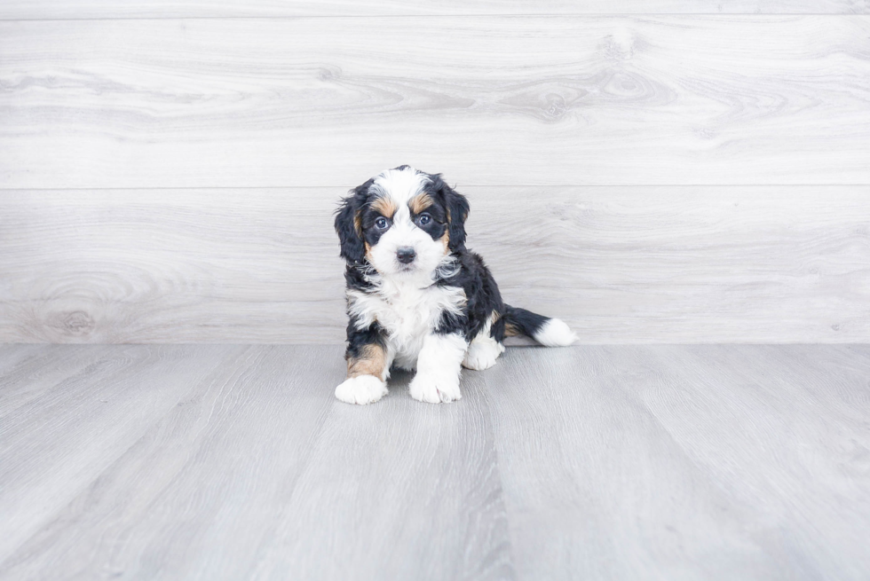 Sweet Mini Bernedoodle Baby