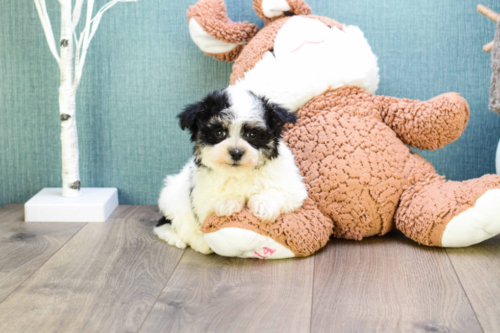 Energetic Yorkie Designer Puppy