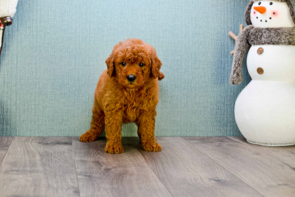 Playful Golden Retriever Poodle Mix Puppy