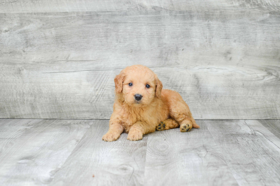 Fluffy Mini Goldendoodle Poodle Mix Pup