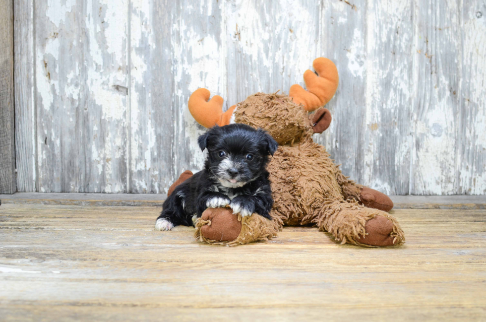 Morkie Pup Being Cute
