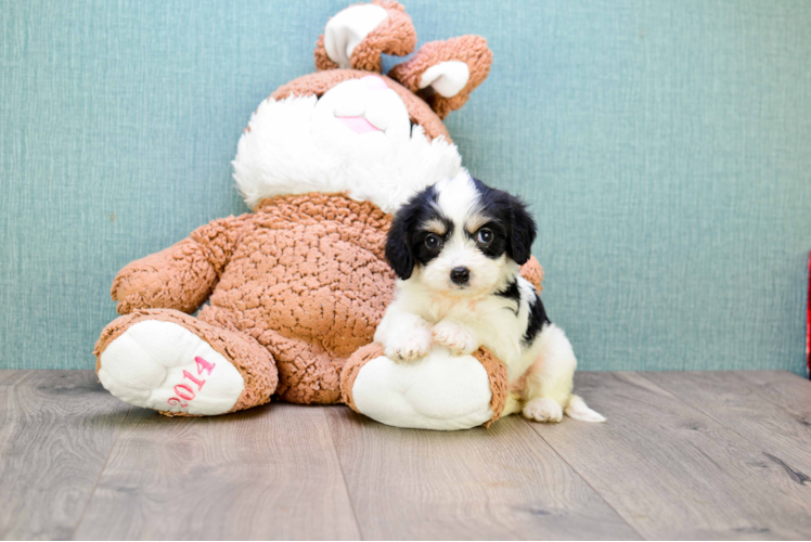 Cavachon Puppy for Adoption
