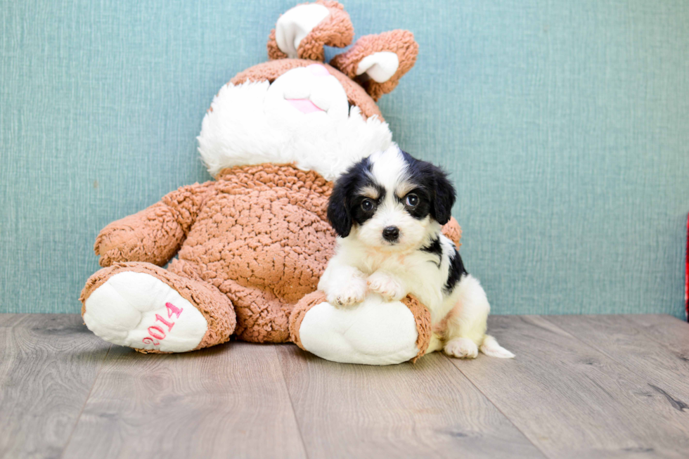 Cavachon Puppy for Adoption
