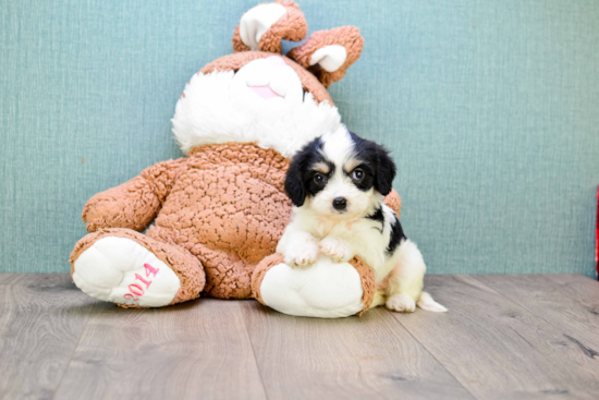 Cavachon Puppy for Adoption