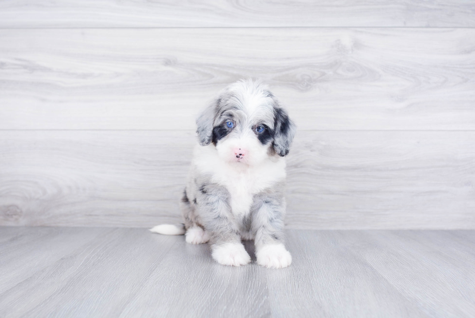 Best Mini Bernedoodle Baby