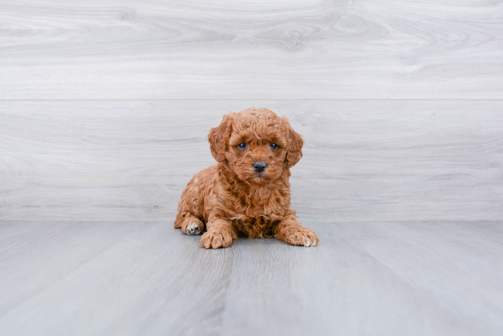 Smart Mini Goldendoodle Poodle Mix Pup