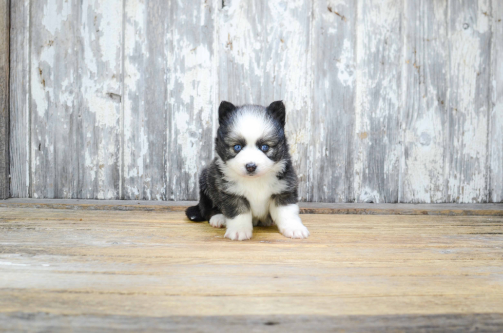 Pomsky Pup Being Cute
