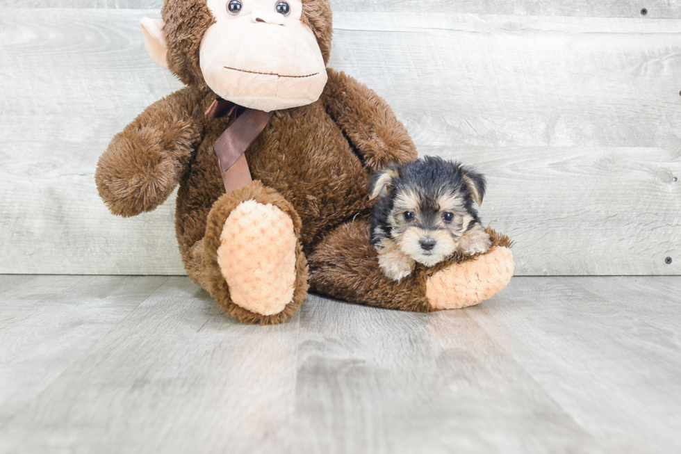 Morkie Puppy for Adoption