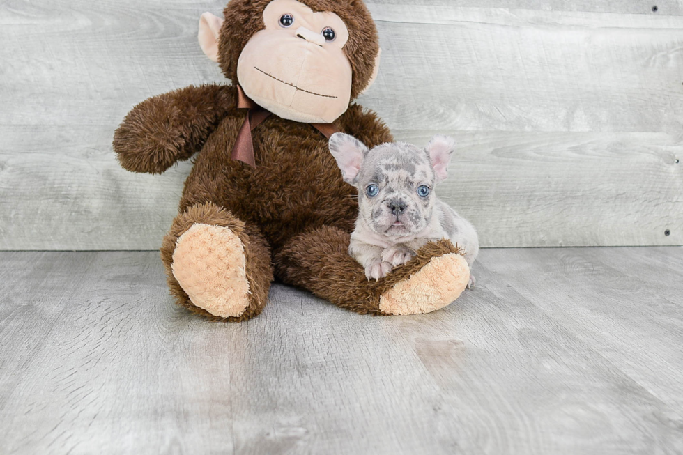 Akc Registered French Bulldog Baby