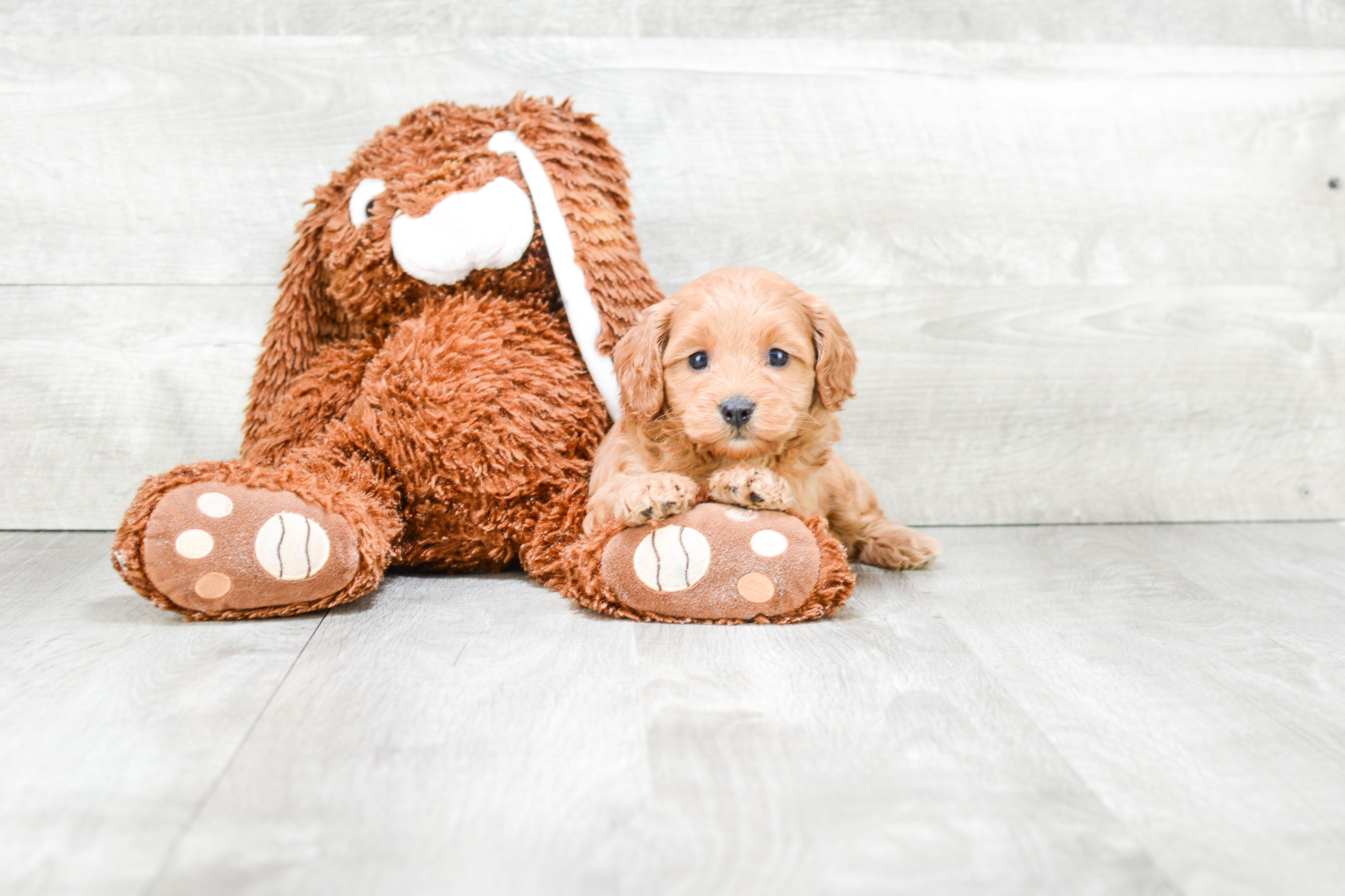 Cockapoo Puppy for Adoption