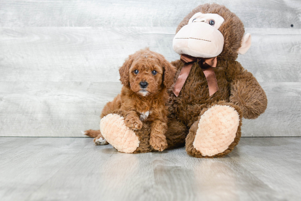 Fluffy Mini Goldendoodle Poodle Mix Pup