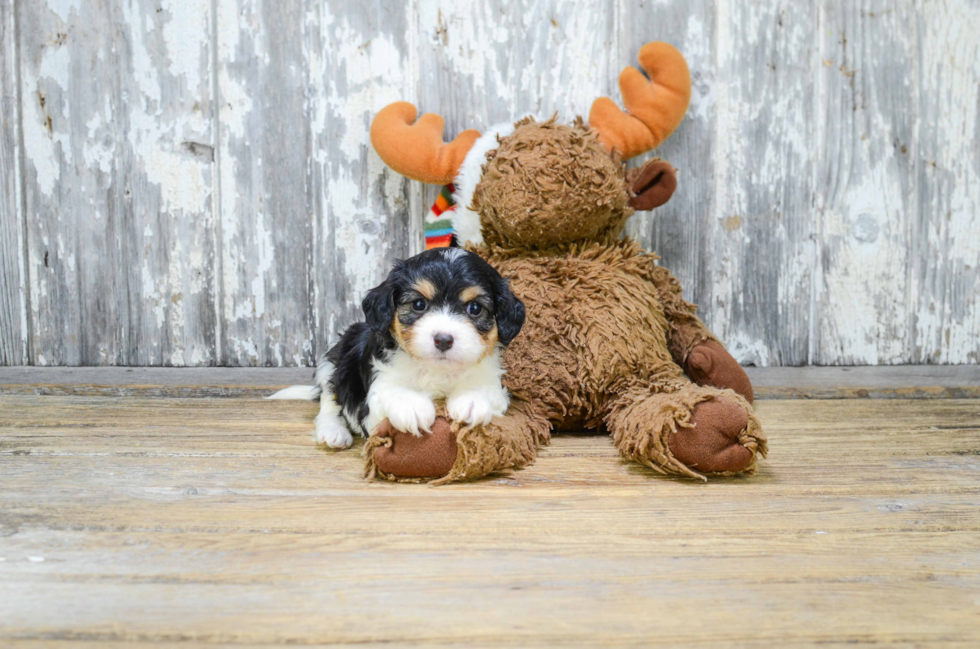 Cavachon Pup Being Cute