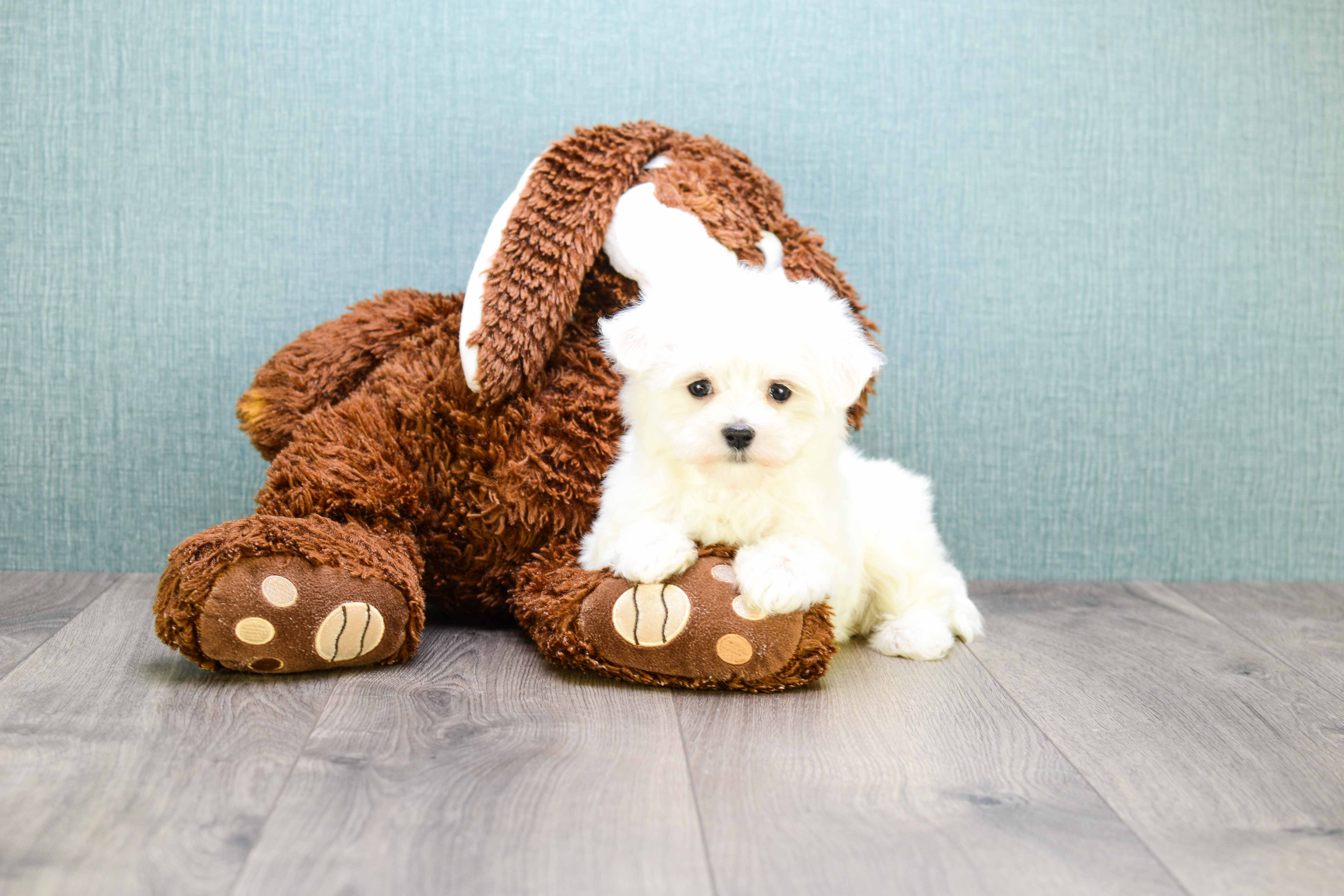 Maltese Puppy for Adoption