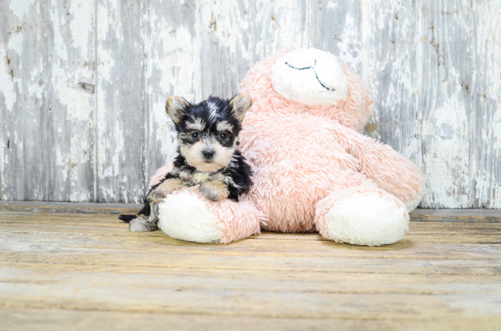 Best Morkie Baby