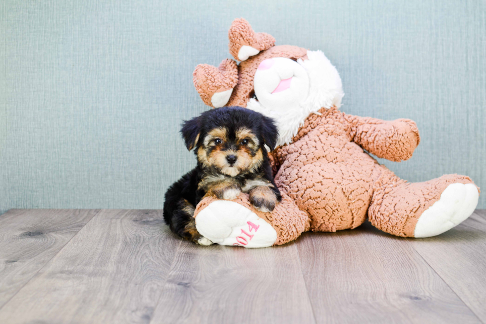 Morkie Puppy for Adoption
