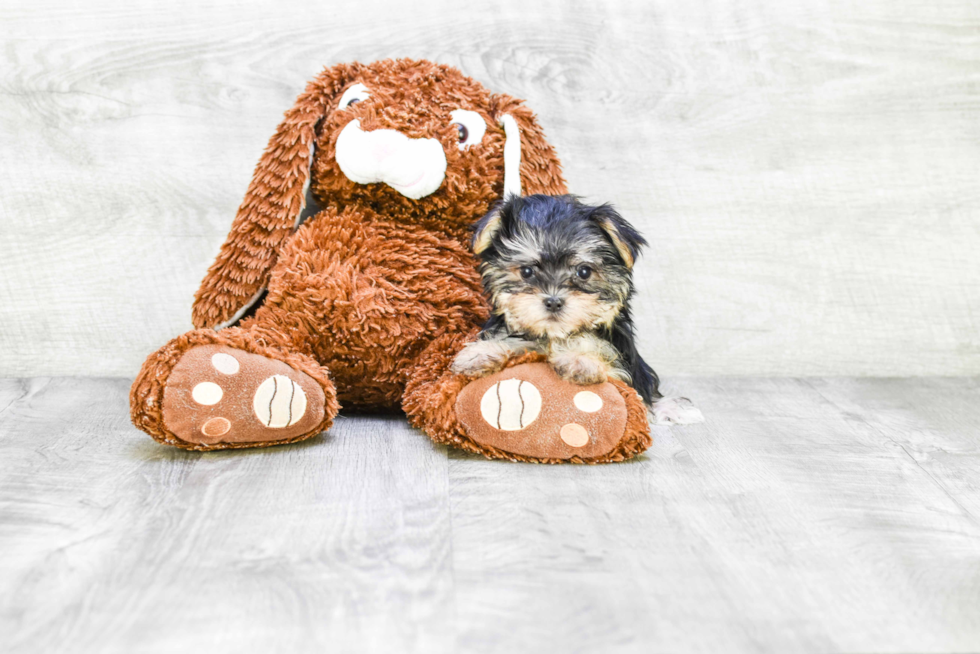 Best Morkie Baby
