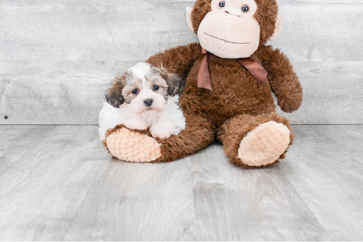 Little Shi Chon Designer Puppy