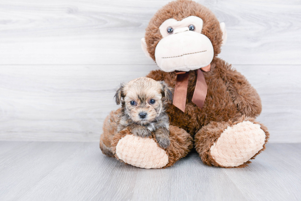 Funny Morkie Designer Pup
