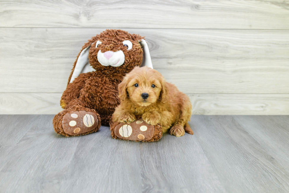 Mini Goldendoodle Pup Being Cute