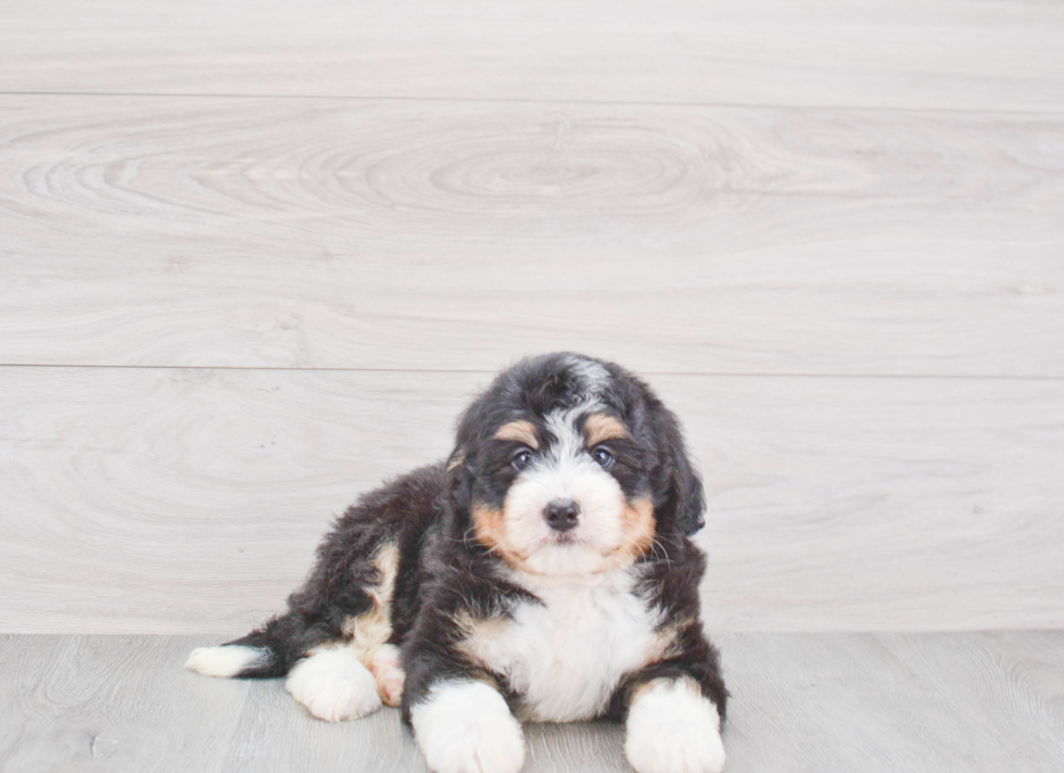 Mini Bernedoodle Pup Being Cute
