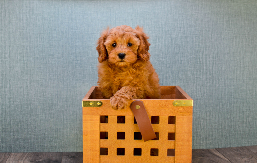 Smart Mini Goldendoodle Poodle Mix Pup