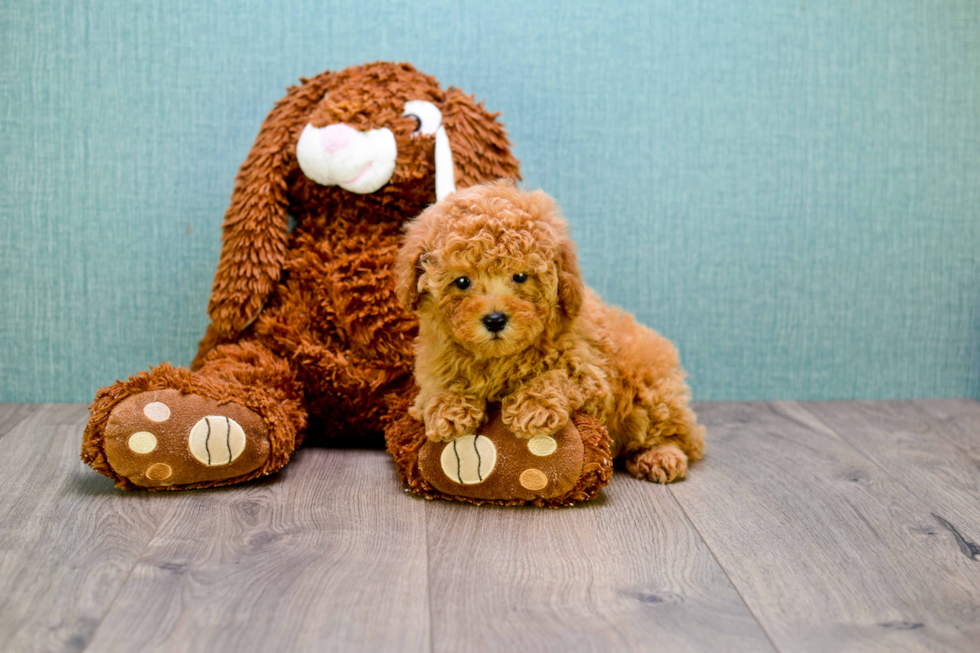 Friendly Cavapoo Baby