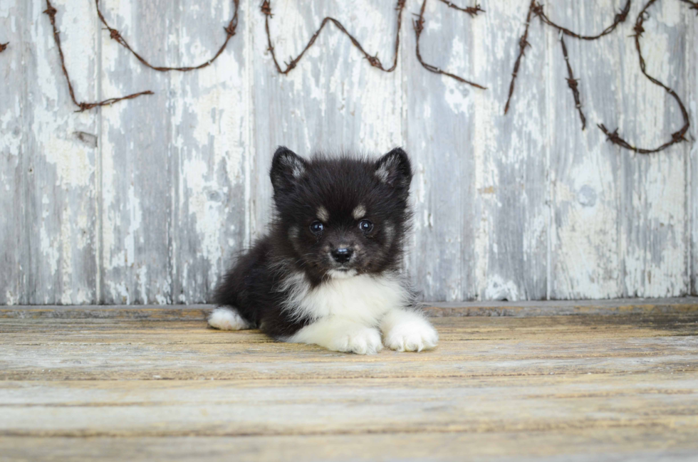Sweet Pomsky Baby