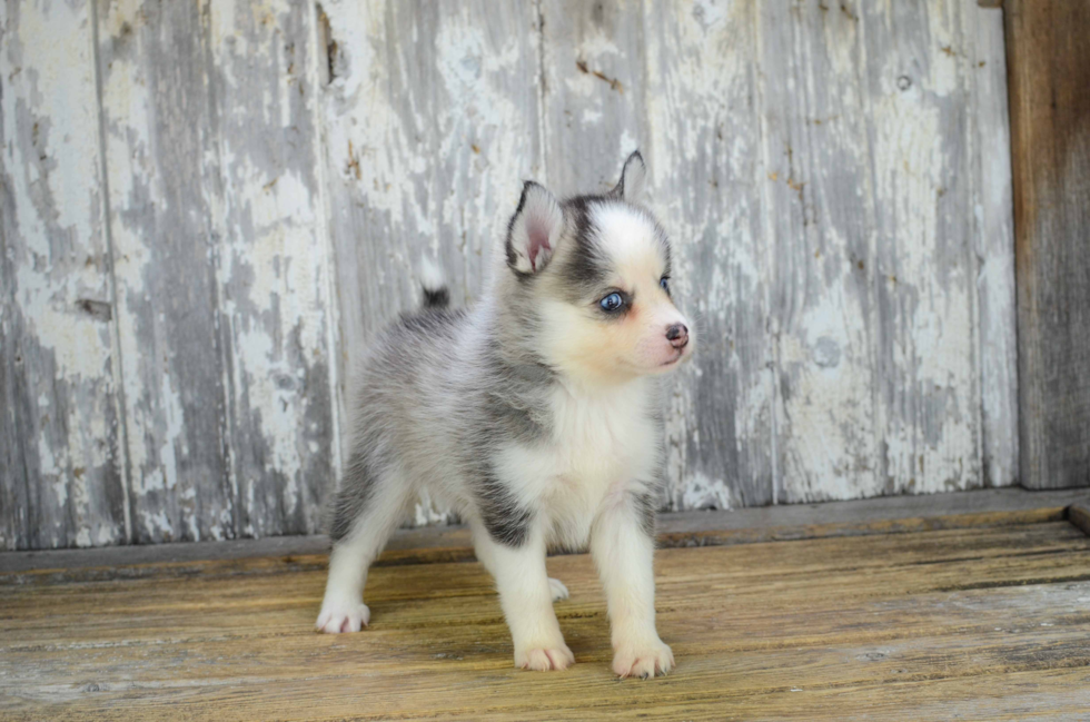 Best Pomsky Baby