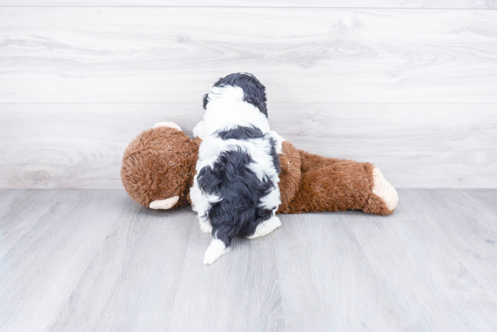 Mini Bernedoodle Pup Being Cute