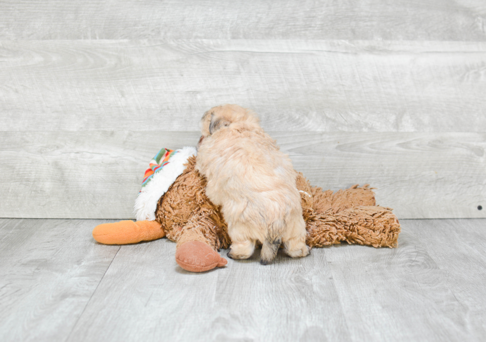 Hypoallergenic Yorkie Designer Puppy