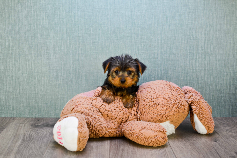 Meet Twinkle - our Yorkshire Terrier Puppy Photo 