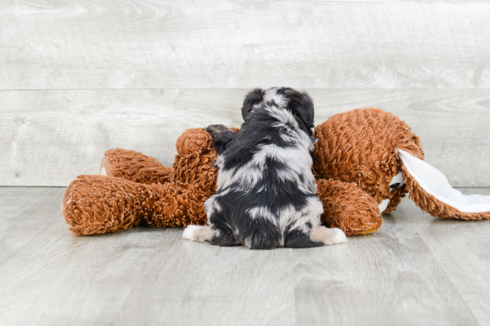 Adorable Aussiepoo Poodle Mix Puppy
