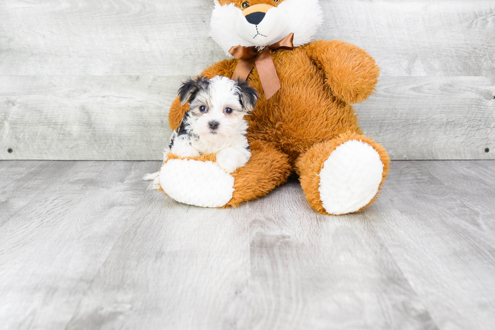 Best Morkie Baby
