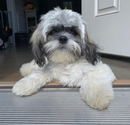 Shishon Puppies For Sale - Premier Pups