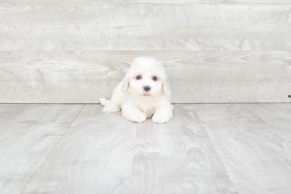Funny Havanese Baby