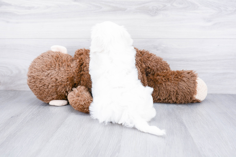 Maltipoo Pup Being Cute