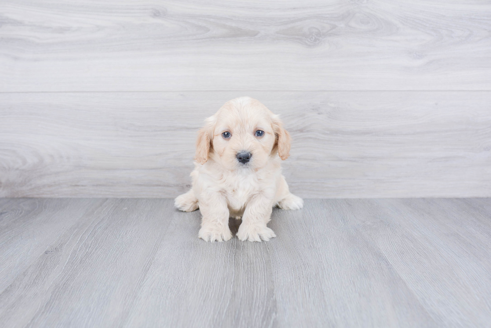 Mini Bernedoodle Puppy for Adoption