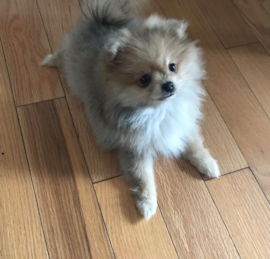 Pom Puppies For Sale - Premier Pups