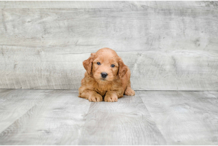 Mini Goldendoodle Puppy for Adoption