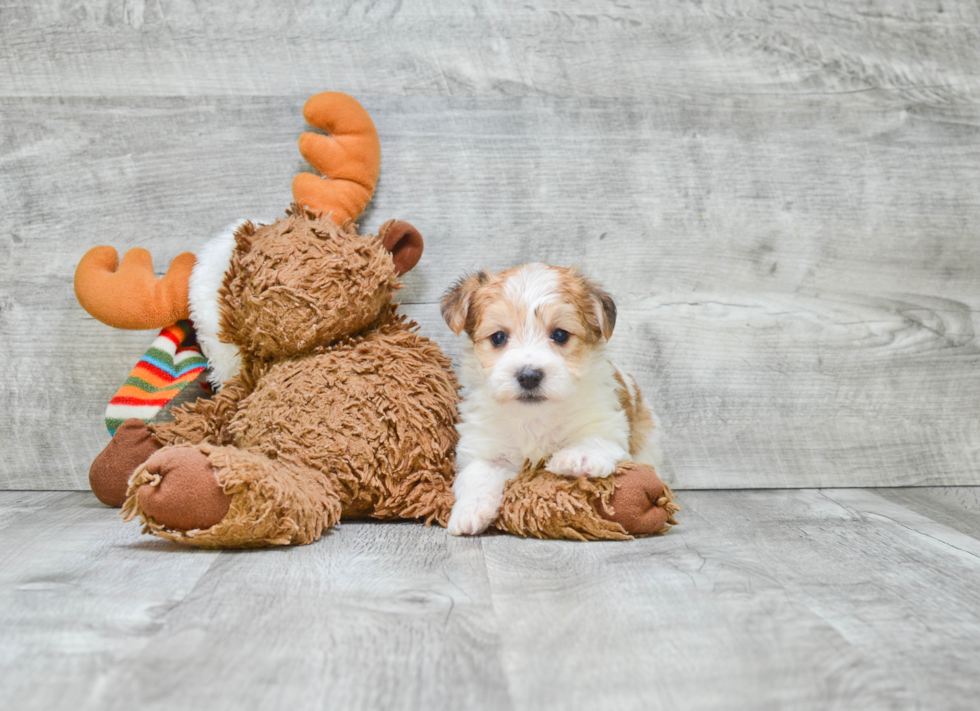 Friendly Morkie Baby
