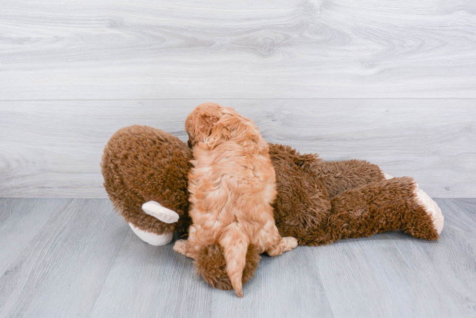 Energetic Cavoodle Poodle Mix Puppy