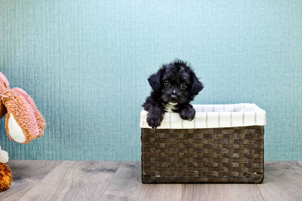 Yorkie Poo Pup Being Cute