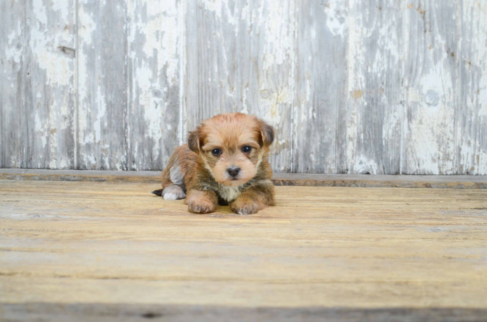 Fluffy Morkie Designer Pup
